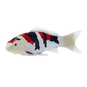MOJO - Koi Carp - Showa Sanshoku